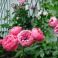 Responsive image